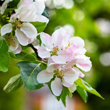 Load image into Gallery viewer, Anna Apple Tree