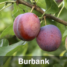 Load image into Gallery viewer, 5-in-1 Plum Tree