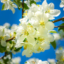 Load image into Gallery viewer, Fuji Apple Tree