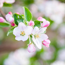 Load image into Gallery viewer, Granny Smith Apple Tree