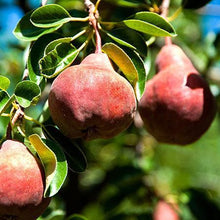 Load image into Gallery viewer, 4-in-1 Pear Surprise Tree