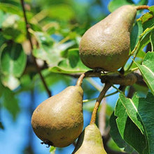 Load image into Gallery viewer, 3-in-1 Pear Surprise Tree