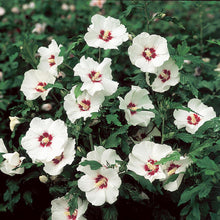 Load image into Gallery viewer, Red Heart Rose of Sharon Althea Shrub