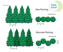 Load image into Gallery viewer, Baby Giant Arborvitae Tree
