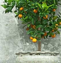 Load image into Gallery viewer, Clementine Tree