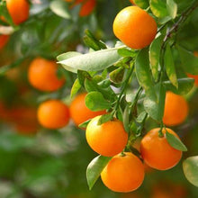 Load image into Gallery viewer, Clementine Tree
