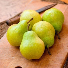 Load image into Gallery viewer, D'Anjou Pear Tree
