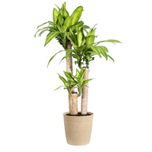 Load image into Gallery viewer, 'Dracaena' Corn Plant
