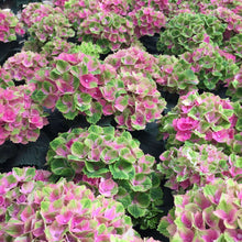 Load image into Gallery viewer, Everlasting® Amethyst Hydrangea Shrub
