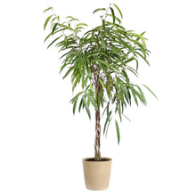 Load image into Gallery viewer, Ficus Alii Braid Plant
