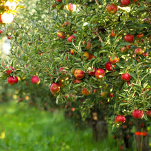 Load image into Gallery viewer, Gala Apple Tree

