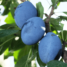 Load image into Gallery viewer, 3-in-1 Plum Surprise
