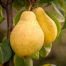 Load image into Gallery viewer, 4-in-1 Pear Surprise Tree
