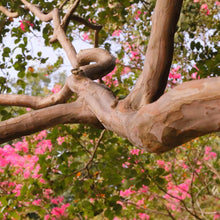 Load image into Gallery viewer, Tuscarora Crape Myrtle
