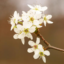 Load image into Gallery viewer, Golden Delicious Apple Tree
