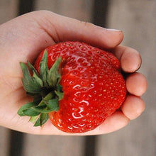 Load image into Gallery viewer, Maxim Strawberry

